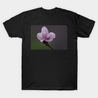 Close up of Pink Magnolia flowers in spring season. T-Shirt